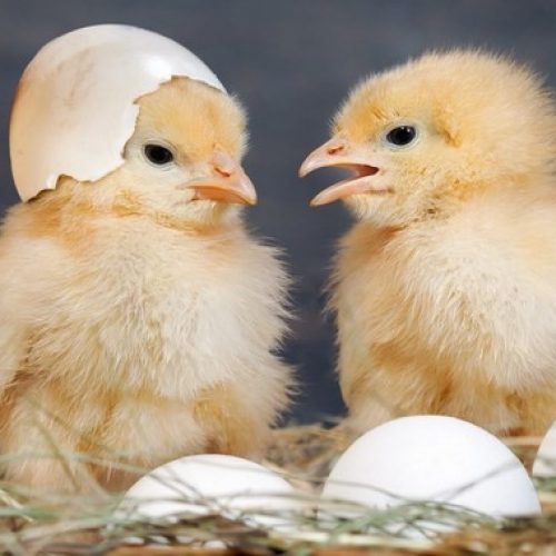 Hukum Memisahkan Anak Ayam Dari Induknya