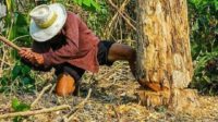 Hukum Ilegal Logging (Menebang Pohon Di Hutan Secara Ilegal)