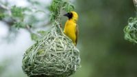 Hukum Mengambil Burung Di Pohon Orang