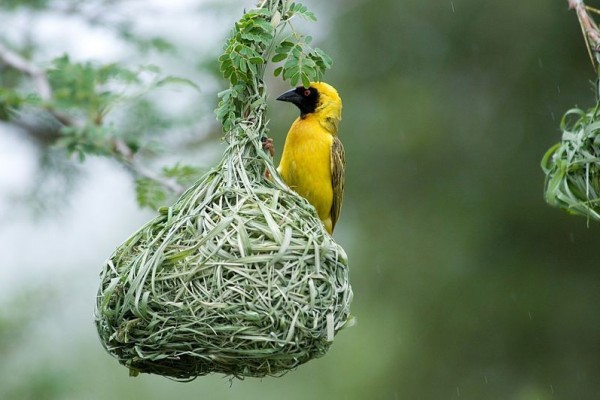 Hukum Mengambil Burung Di Pohon Orang