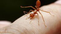 Ada Semut Masuk Ke Dalam Kemaluan Batalkah Shalatnya