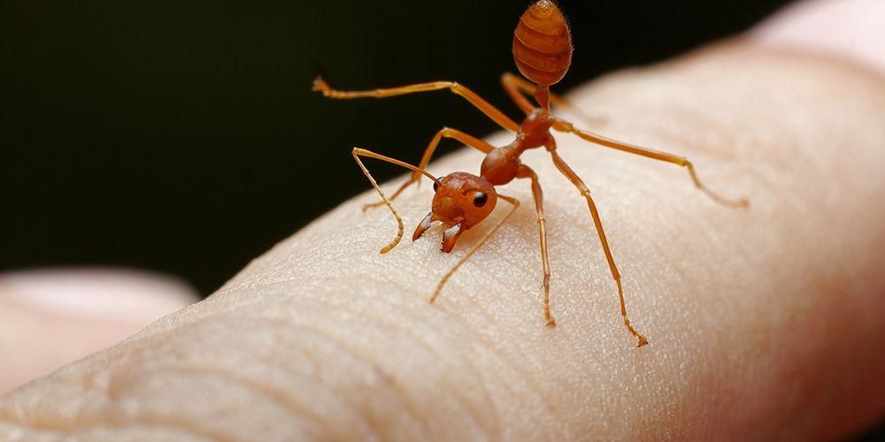 Ada Semut Masuk Ke Dalam Kemaluan Batalkah Shalatnya