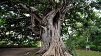 Hukum Menebang Pohon yang Diwakafkan