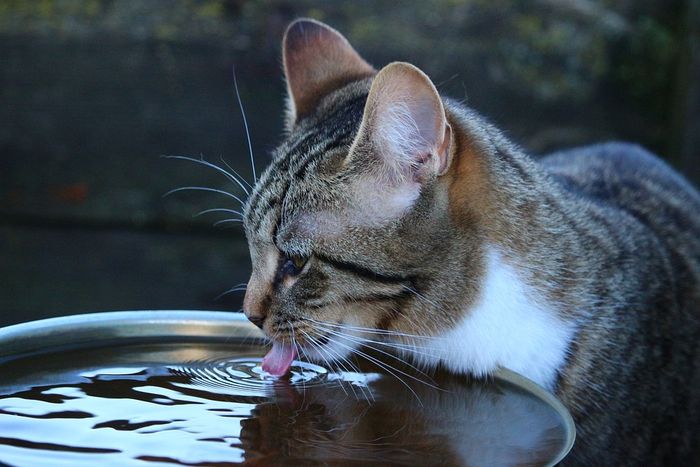 Hukum Air Yang Dijilat Kucing Yang Sebelumnya Memakan Bangkai