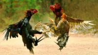 Bagaimana Hukum Sabung Ayam?