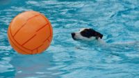 Solusi Kasus Anjing Terjebur Ke Dalam Sumur