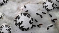 Hukum Memakan Semut Jepang
