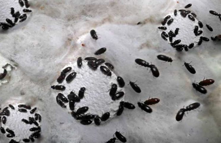 Hukum Memakan Semut Jepang