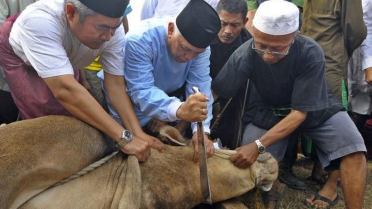 Hukum Menyembelih Hewan dengan Pisau Emas • BangkitMedia