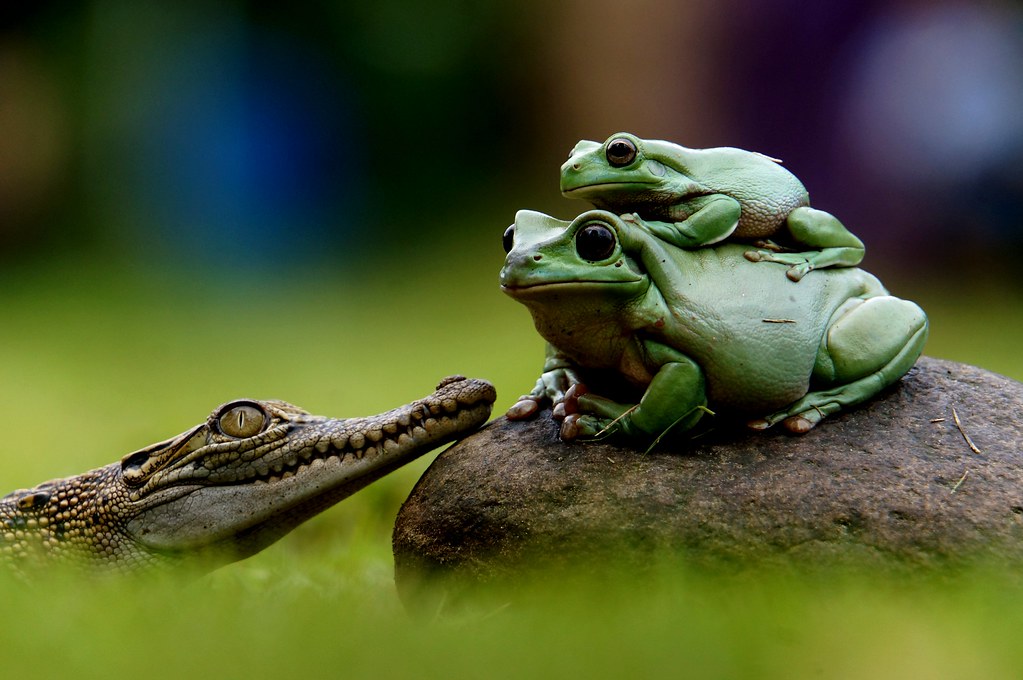 Featured image of post Gambar Buaya Kodok Koleksi oleh toto mochammad terakhir diperbarui 10 hari lalu