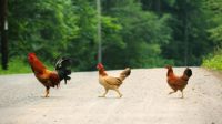 Hukum Boncengan Motor Pemuda-Pemudi yang Tabrak Lari Ayam