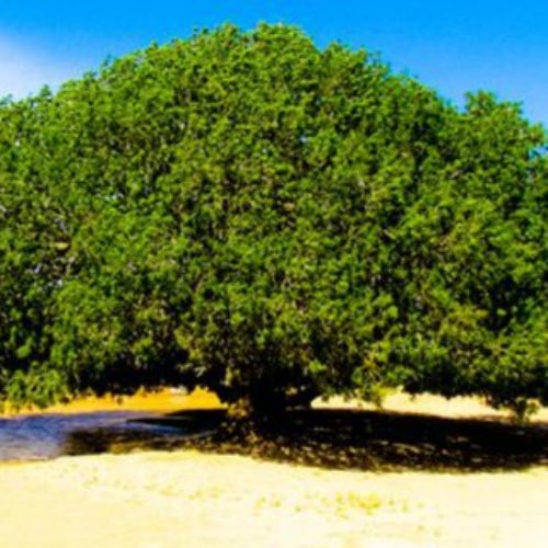 Kisah Pohon Sahabi yang Melindungi Rasulullah SAW